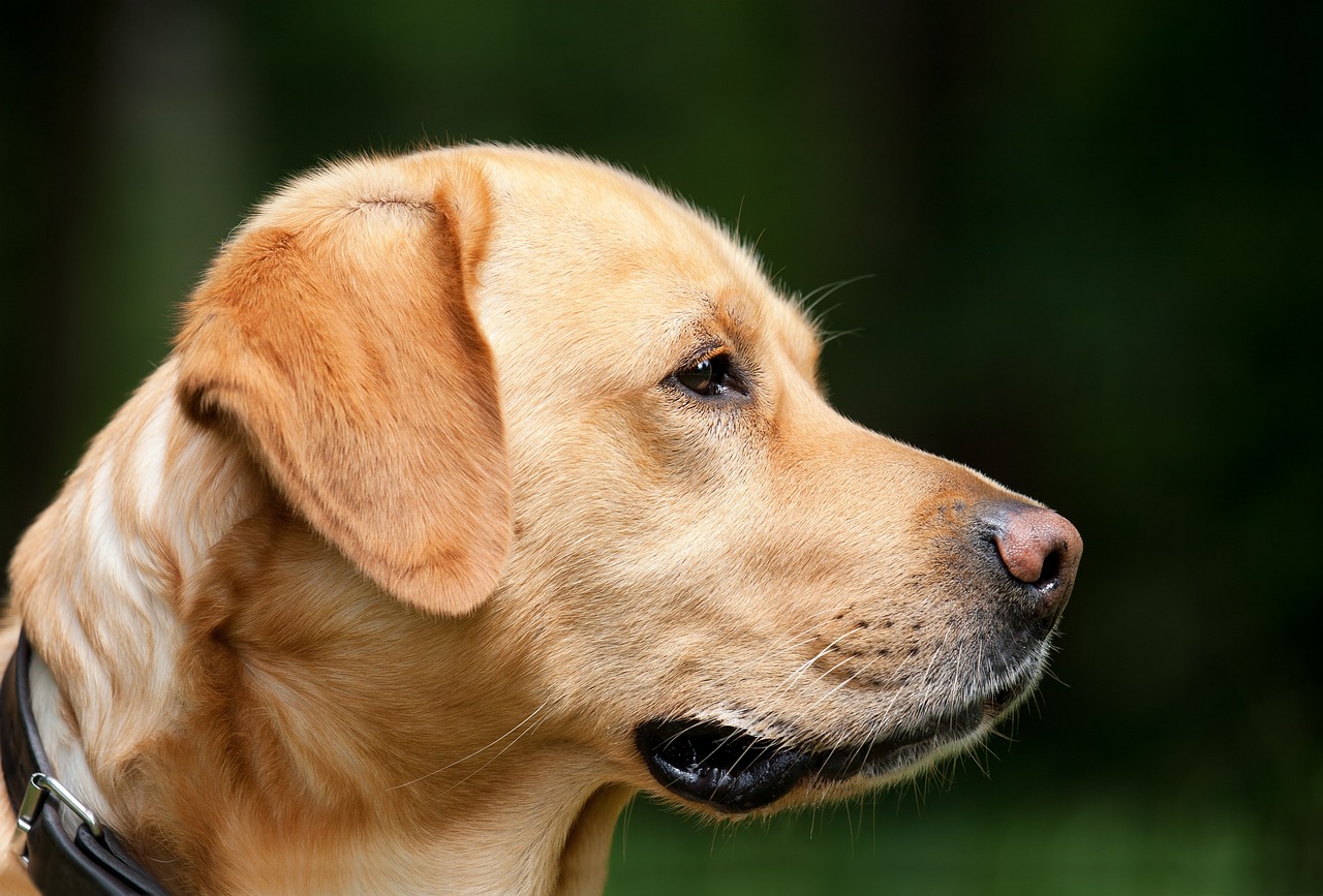 介助犬育成の必要性
